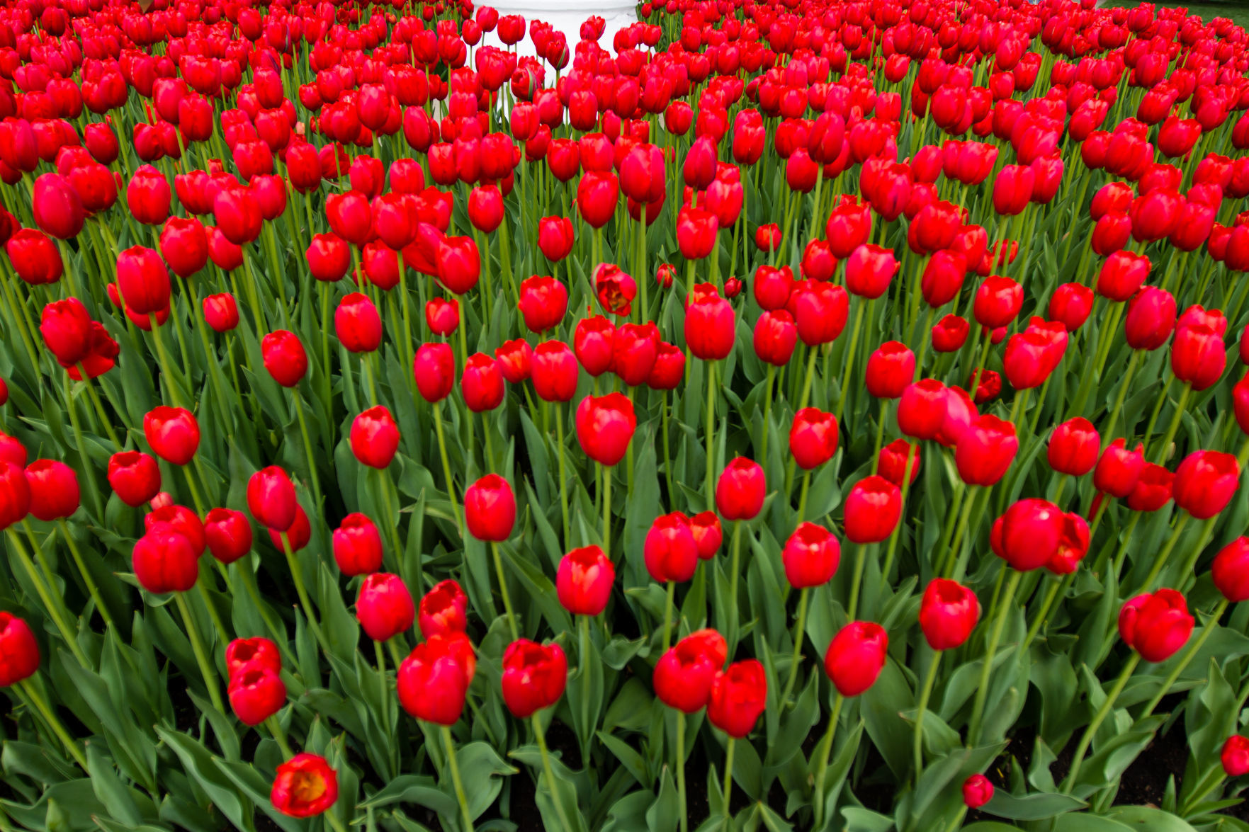 84th ANNUAL TULIP TIME